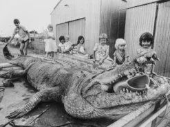 Alessi Sweetheart Notenkraker Zwart -Flinders x886x886 alessi sweetheart notenkraker4.jpg.pagespeed.ic .2TGRo0avEn