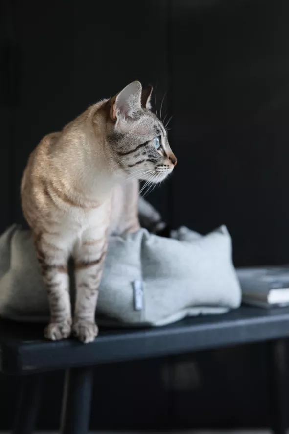 MiaCara Calma Kattenmand Ø45 Donkergrijs 7 MiaCara Calma Kattenmand Ø45 Donkergrijs - Afbeelding 5