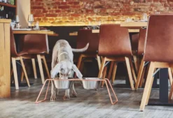 MiaCara Cena Hondenvoerbak Medium Stone 14 MiaCara Cena Hondenvoerbak Medium Stone -Flinders x886x886 miacara cena hondenvoerbak l3.jpg.pagespeed.ic .PokejmiFju