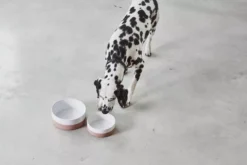 MiaCara Coppa Hondenvoerbak Medium/large Ø21.5 Slate -Flinders x886x886 miacara coppa hondenvoerbak medium large3.jpg.pagespeed.ic .nO3WWk0rX6