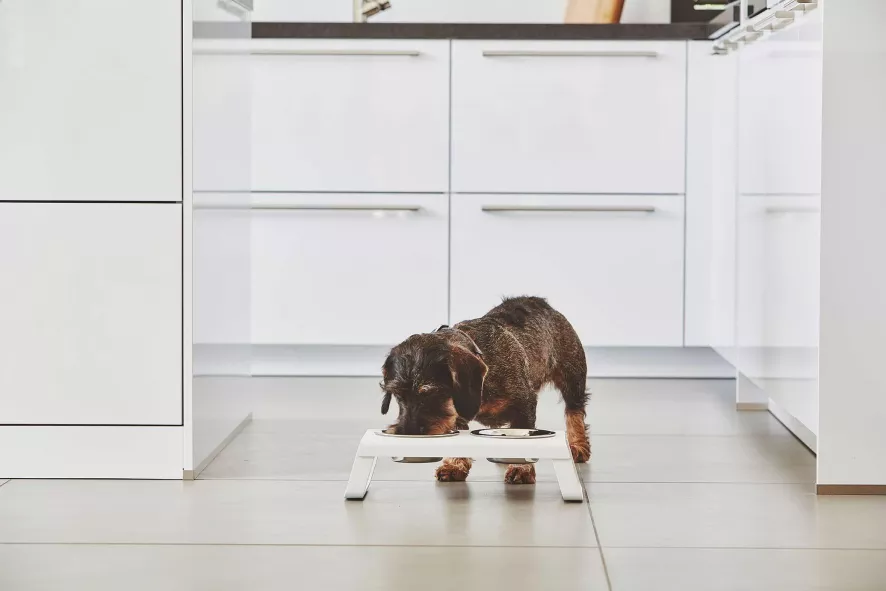 MiaCara Desco Hondenvoerbak Medium Essen Naturel 7 MiaCara Desco Hondenvoerbak Medium Essen Naturel - Afbeelding 5