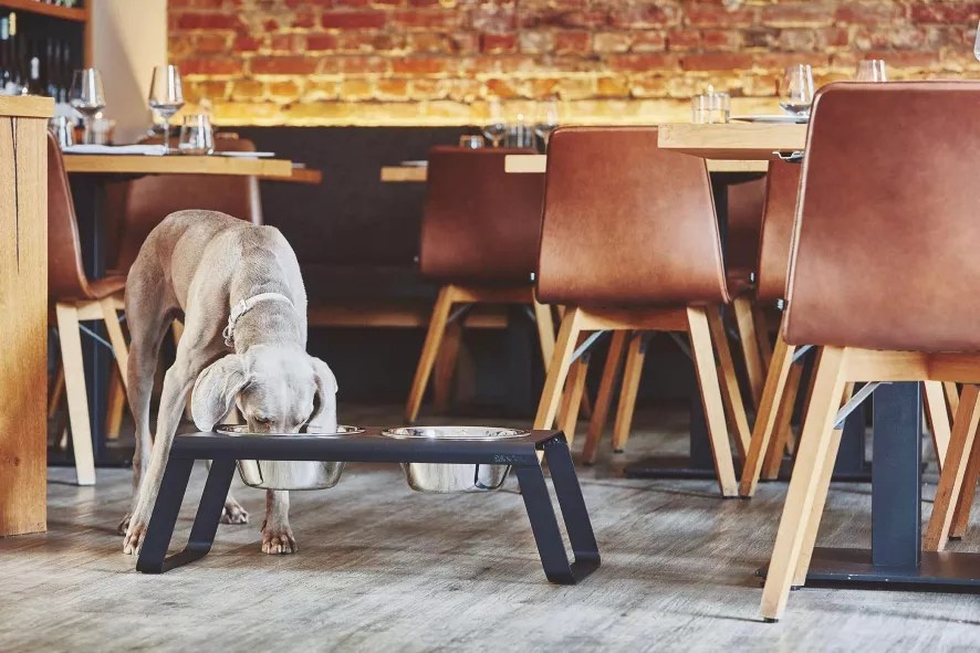 MiaCara Desco Hondenvoerbak Medium Essen Naturel 8 MiaCara Desco Hondenvoerbak Medium Essen Naturel - Afbeelding 6