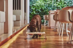 MiaCara Desco Hondenvoerbak Medium Essen Naturel 26 MiaCara Desco Hondenvoerbak Medium Essen Naturel -Flinders x886x886 miacara desco hondenvoerbak medium29.jpg.pagespeed.ic .qqG YeMHRM