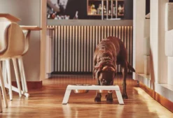 MiaCara Desco Hondenvoerbak Medium Essen Naturel 31 MiaCara Desco Hondenvoerbak Medium Essen Naturel -Flinders x886x886 miacara desco hondenvoerbak medium33.jpg.pagespeed.ic .TDHbqON8WS 2