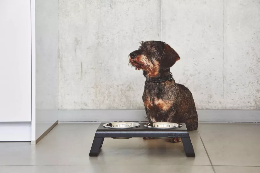 MiaCara Desco Hondenvoerbak Medium Essen Naturel 17 MiaCara Desco Hondenvoerbak Medium Essen Naturel - Afbeelding 15