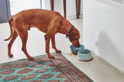 MiaCara Doppio Hondenvoerbak Small Berry -Flinders x886x886 miacara doppio hondenvoerbak met blad small3.jpg.pagespeed.ic .s6lMs3l lx