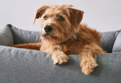 MiaCara Mare Hondenmand Large Rock 14 MiaCara Mare Hondenmand Large Rock -Flinders x886x886 miacara mare hondenmand small3.jpg.pagespeed.ic .WhmckH0NGt