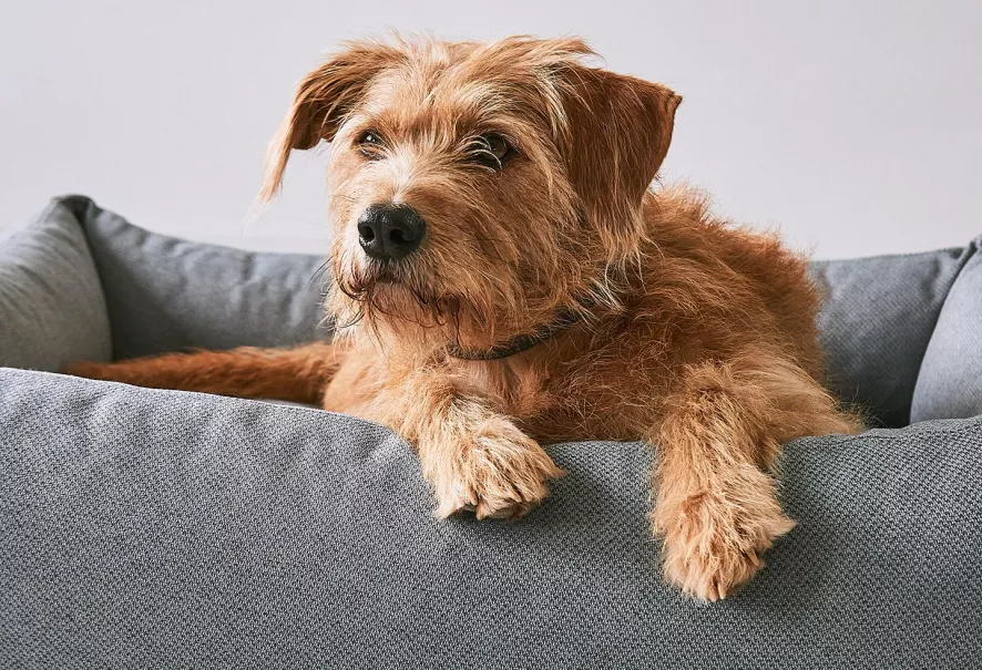 MiaCara Mare Hondenmand Large Rock 7 MiaCara Mare Hondenmand Large Rock - Afbeelding 5