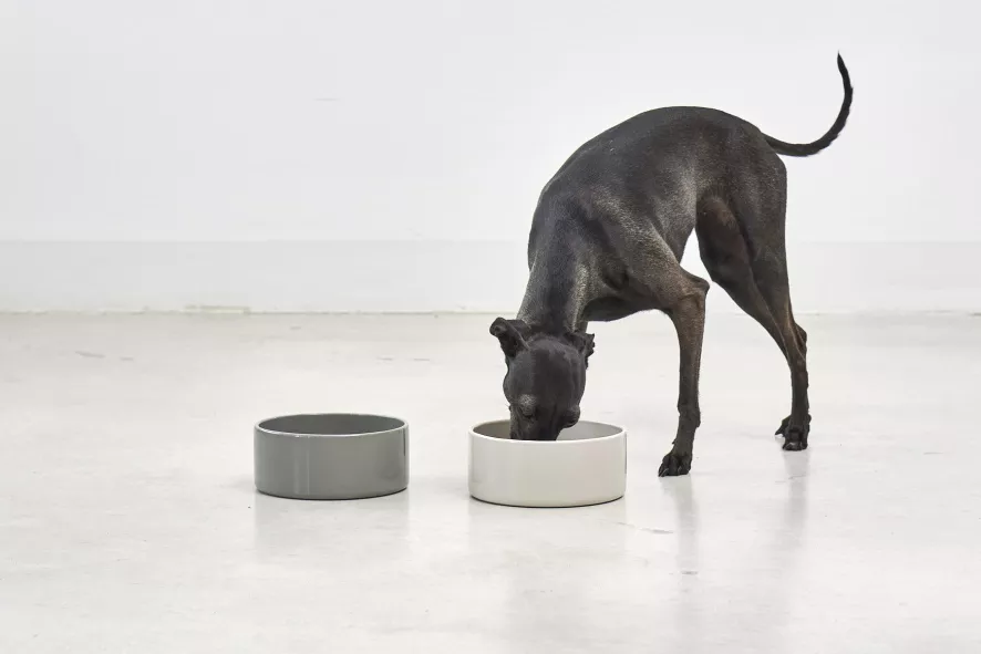 MiaCara Scodella Hondenvoerbak Large Cement 4 MiaCara Scodella Hondenvoerbak Large Cement - Afbeelding 2