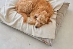 MiaCara Velluto Hondenkussen Large Sage -Flinders x886x886 miacara velluto hondenkussen large1.jpg.pagespeed.ic .grdU4YVL2l