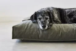 MiaCara Velluto Hondenkussen Large Nude -Flinders x886x886 miacara velluto hondenkussen large4.jpg.pagespeed.ic .eNEPec7q3Q 1