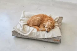 MiaCara Velluto Hondenkussen Small Sage -Flinders x886x886 miacara velluto hondenkussen large7.jpg.pagespeed.ic .j82ewdixs9 2