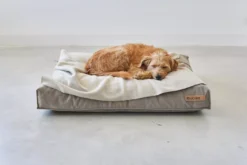 MiaCara Velluto Hondenkussen Small Sage -Flinders x886x886 miacara velluto hondenkussen large8.jpg.pagespeed.ic .Upj1Ozflgz 2