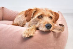 MiaCara Velluto Hondenmand Large Greige -Flinders x886x886 miacara velluto hondenmand large11.jpg.pagespeed.ic .0QPHqCgLpa 1